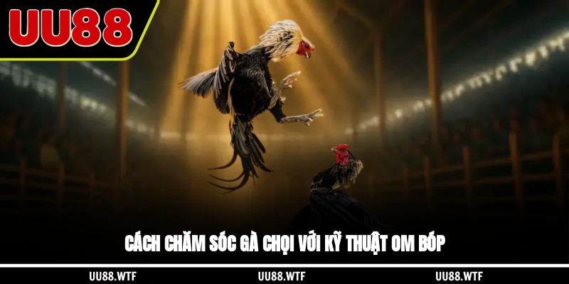 Cách chăm sóc gà chọi với kỹ thuật om bóp
