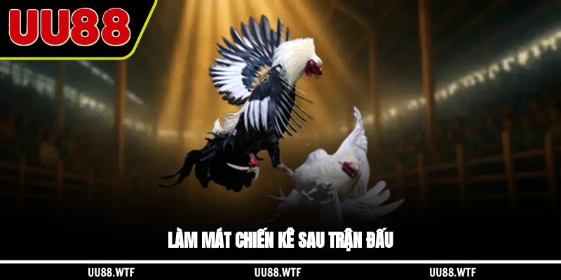 Làm mát chiến kê sau trận đấu