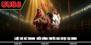 Luật Đá Gà Thomo - Hiểu Đúng Trước Khi Cược Tại UU88