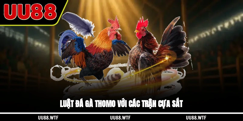 Luật đá gà Thomo với các trận cựa sắt