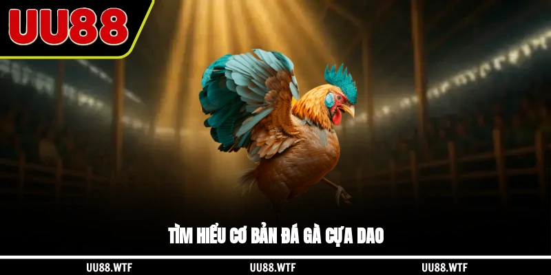 Tìm hiểu cơ bản đá gà cựa dao